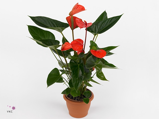 Anthurium andr. 'Pure Orange'