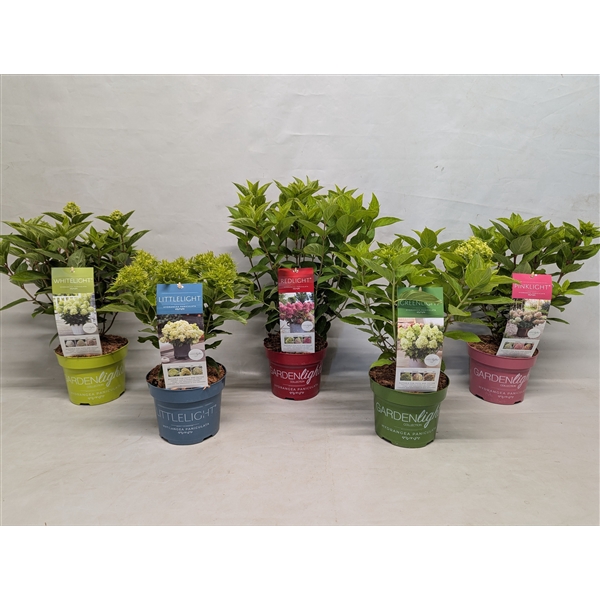 <h4>Hydrangea Paniculata 17 cm (Gardenlight Mix)</h4>