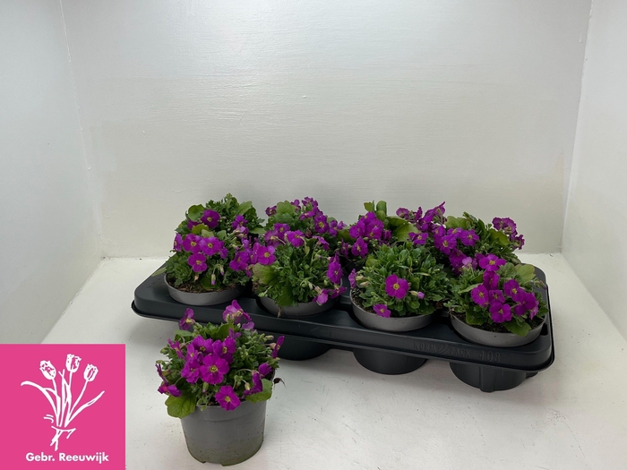 <h4>AUBR GRACILIS</h4>