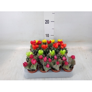 Cactus   ...decorated