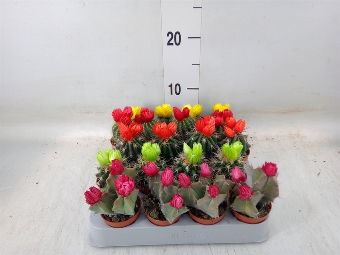 <h4>Cactus   ...decorated</h4>