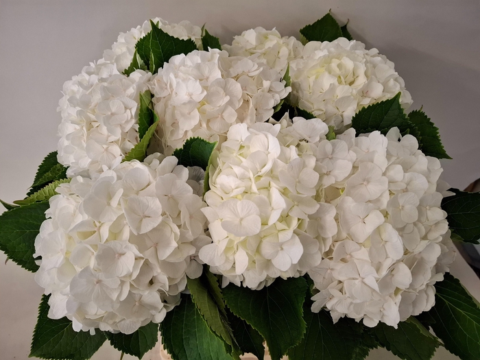 <h4>HYDR M CH WHI VERENA</h4>