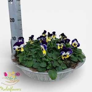 VIO CO EM PURPL FACE