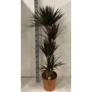 Dracaena Magenta 27Ø 140cm 4pp