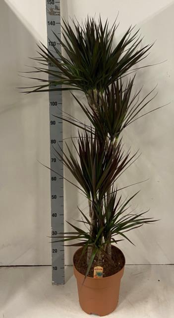 Dracaena Magenta 27Ø 140cm 4pp