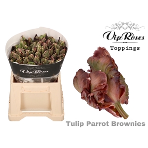 TU PARROT BROWNIES