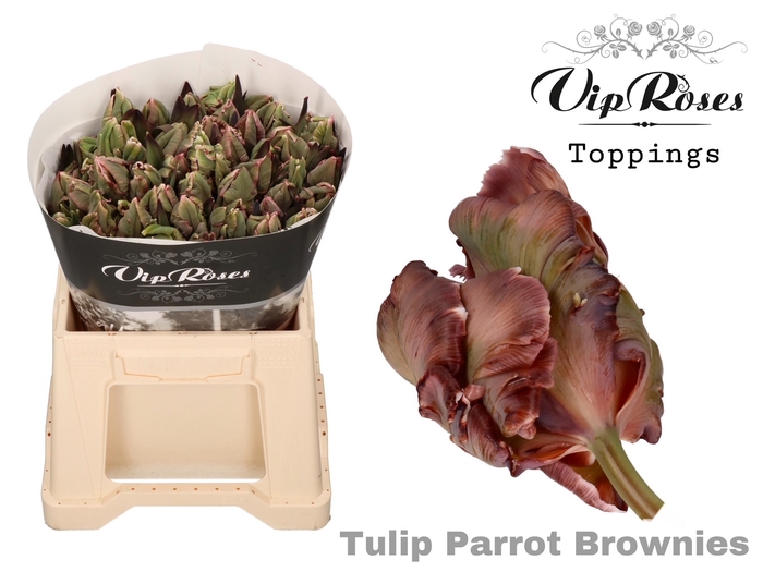 <h4>Tu Parrot Vip Brownies</h4>