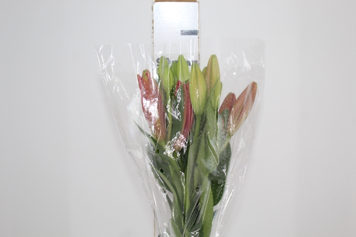 <h4>LIRIO LA POKERFACE 090 CM HT 2/3 FLS VERMELHO</h4>