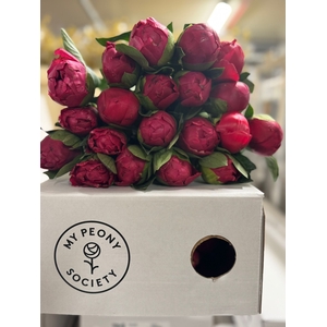 Paeonia Belgravia