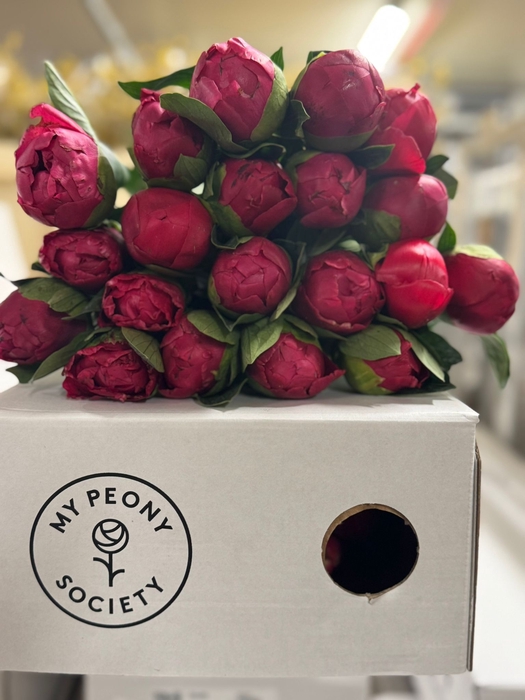 <h4>Paeonia Belgravia</h4>