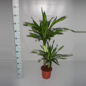 Dracaena Riki