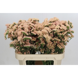 Limonium sinuatum Honey Apricot