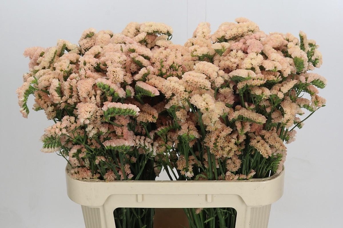 <h4>Limonium sinuatum Honey Apricot</h4>