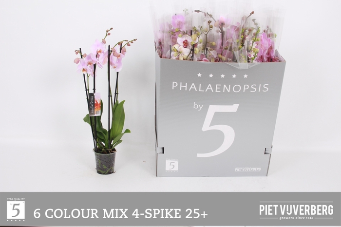 <h4>PHAL GEM 6 KL</h4>