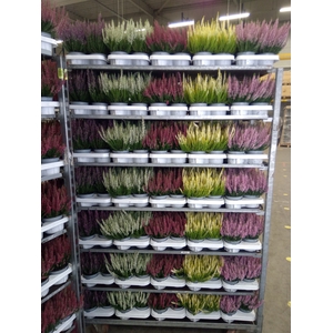Calluna vulg. 'Beauty L'  ..mix