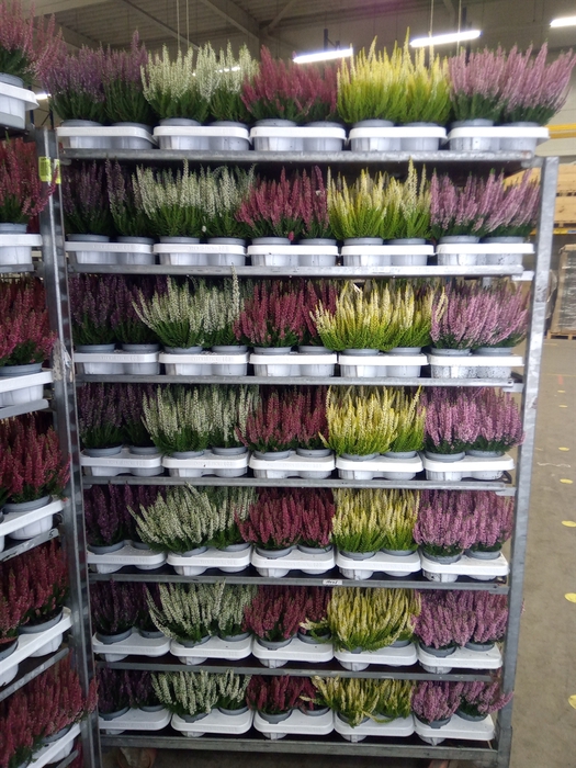<h4>Calluna vulg. 'Beauty L'  ..mix</h4>