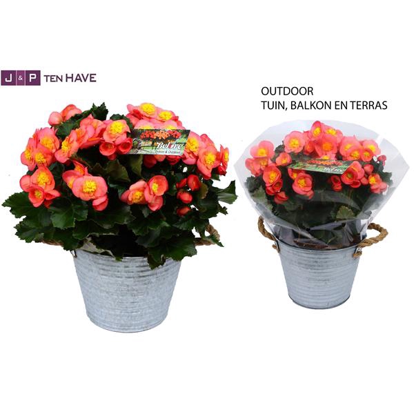 <h4>Begonia ''Belove Peach'' Outdoor in Zink Sierpot</h4>