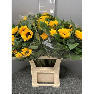 Helianthus Vincent's Choice