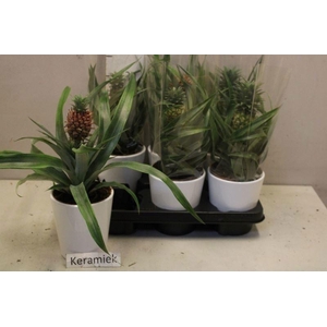 ANANAS CHAMPACA