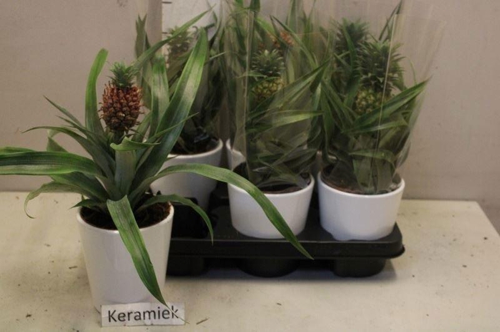 <h4>ANANAS CHAMPACA</h4>