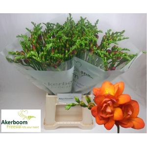 Freesia du Mandarine