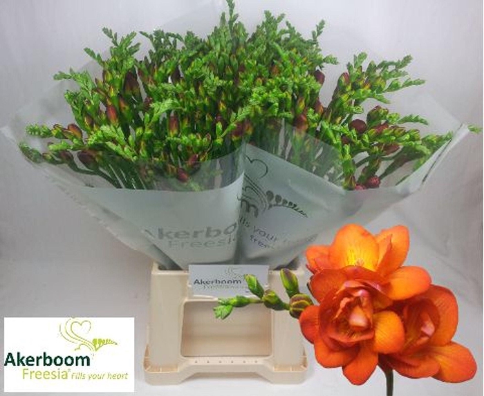 <h4>Freesia du Mandarine</h4>