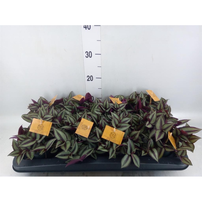 <h4>Tradescantia zebr. 'Purpusii'</h4>