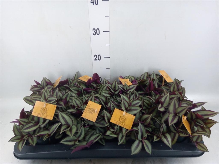 Tradescantia zebr. 'Purpusii'