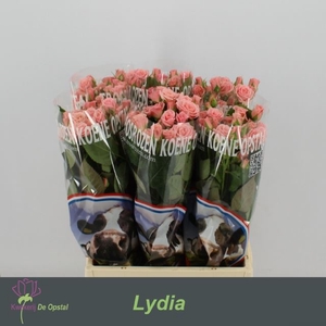 ROSA TR 'LYDIA'