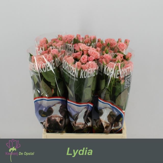 <h4>ROSA TR 'LYDIA'</h4>