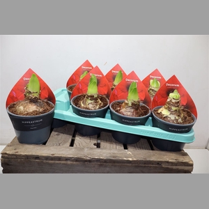 Hippeas Rood 2steel Decorum