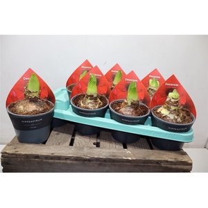 Hippeas Rood 2steel Decorum