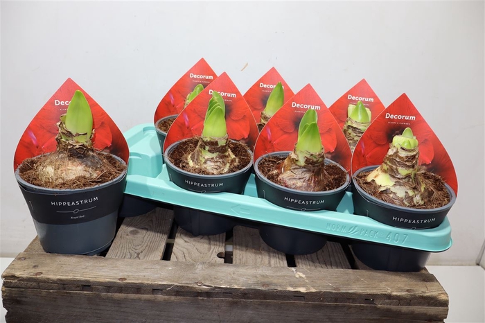 <h4>arr8 Hippeas Rood 2steel Decorum</h4>