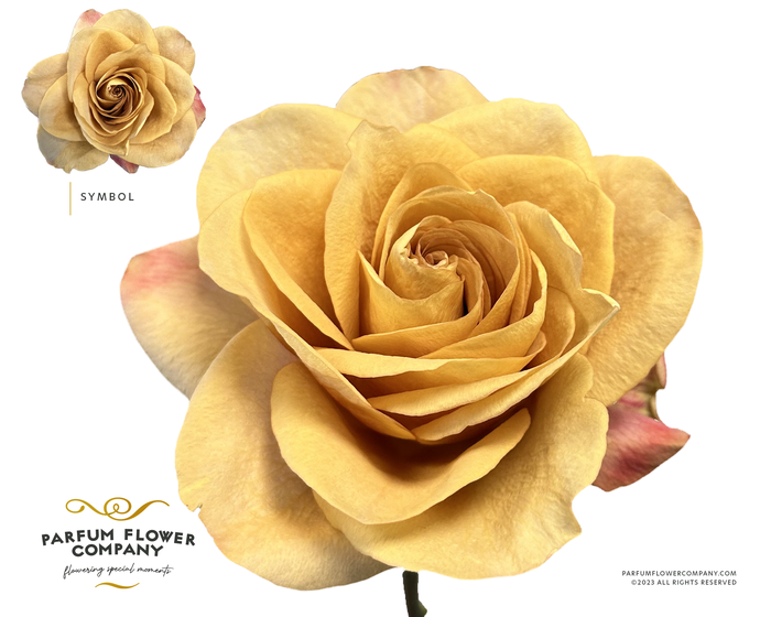 <h4>Rosa Premium Symbol</h4>