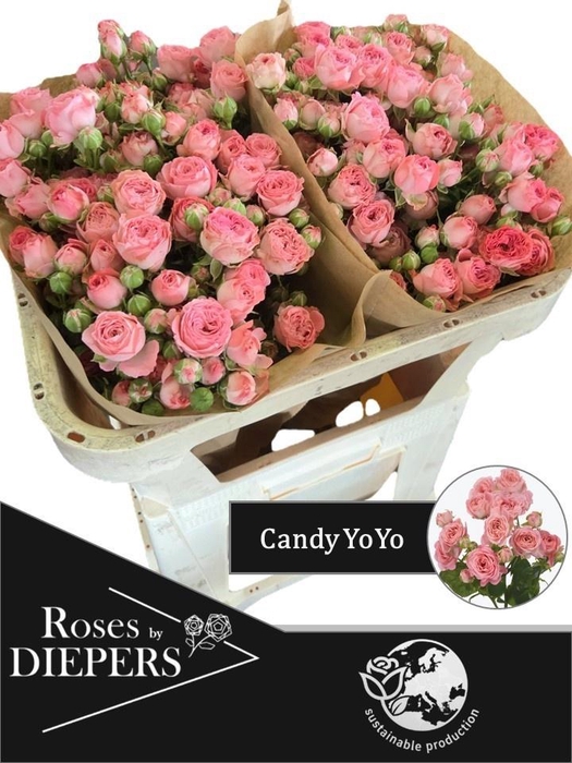 <h4>R TR CANDY YO-YO</h4>