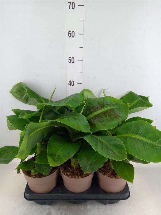 <h4>Musa  'Tropicana'</h4>