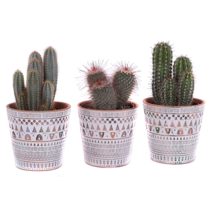 Cactus mix Ø12cm in Ø14cm Ceramic Pot Inca
