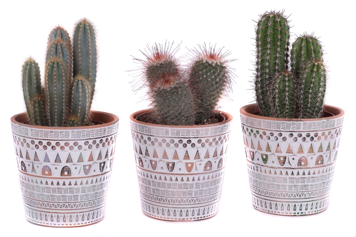 <h4>Cactus mix Ø12cm in Ø14cm Ceramic Pot Inca</h4>