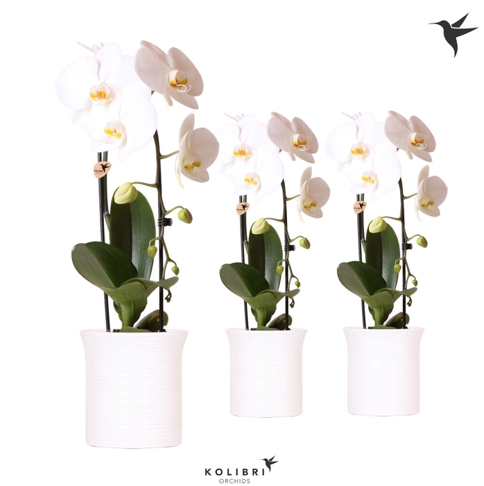 <h4>Kolibri Orchids Phalaenopsis Cascade Niagara Fall white 1 spike in Furrow pot white</h4>