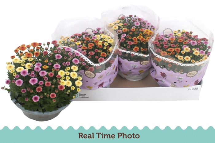 <h4>CHRY JELLYFIS GEM IP</h4>