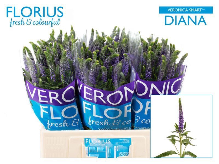 <h4>VERON CLEA DIANA</h4>