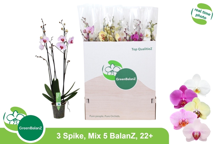 <h4>Phal Gem 5 Kl</h4>