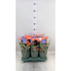 Anthurium andr. 'Orange King'