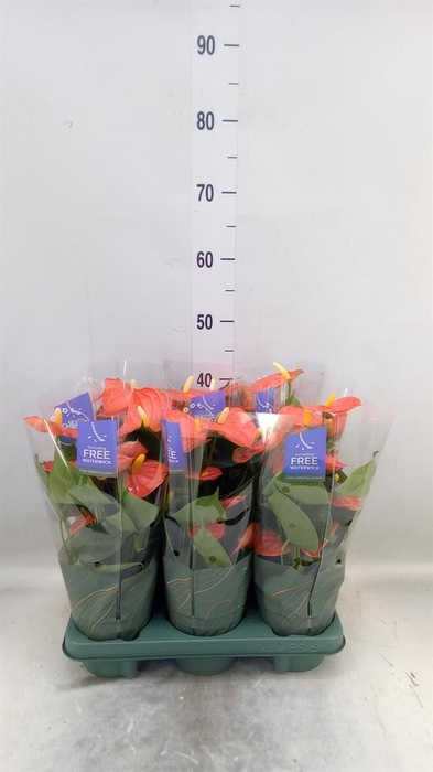 <h4>Anthurium andr. 'Orange King'</h4>