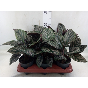 Calathea sanderiana