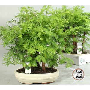 BONSAI OV