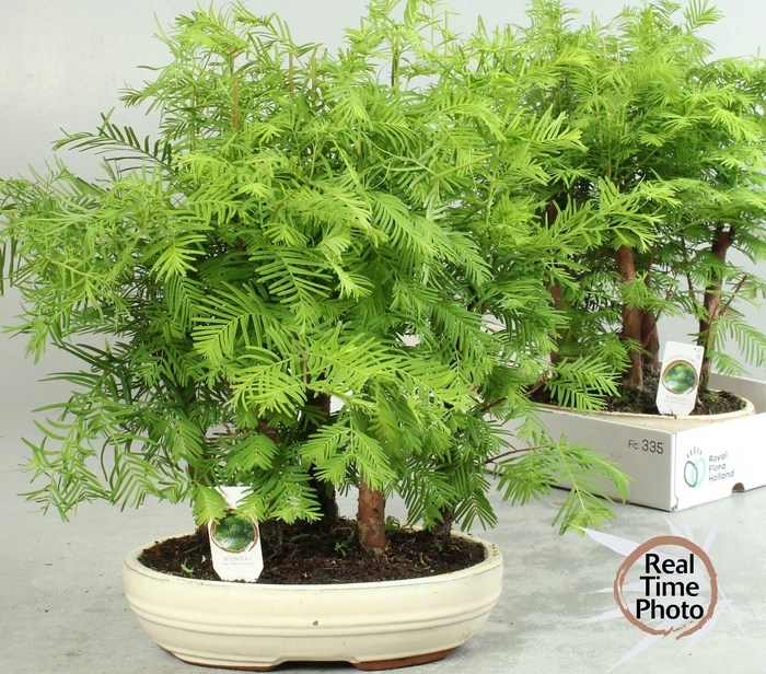 <h4>BONSAI OV</h4>
