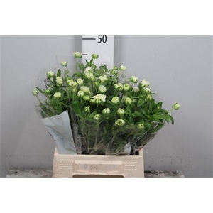 Ran Butterfly Graces