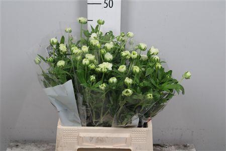 <h4>Ran Butterfly Graces</h4>