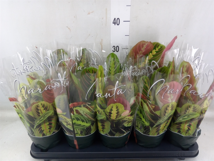 <h4>Maranta leuc. 'Fascinator'</h4>